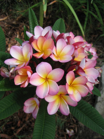 Plumeria sp.