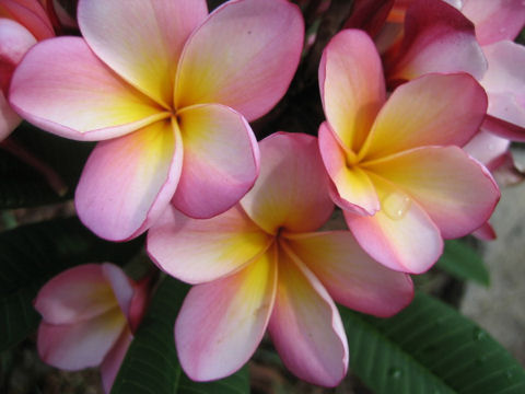 Plumeria sp.