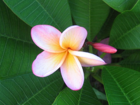 Plumeria sp.