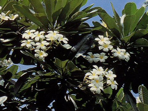 Plumeria sp.