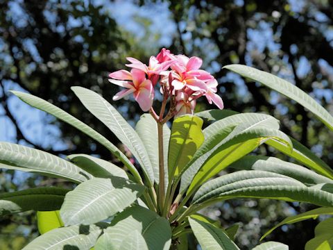 Plumeria sp.