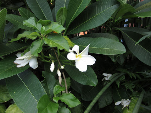 Plumeria sp.