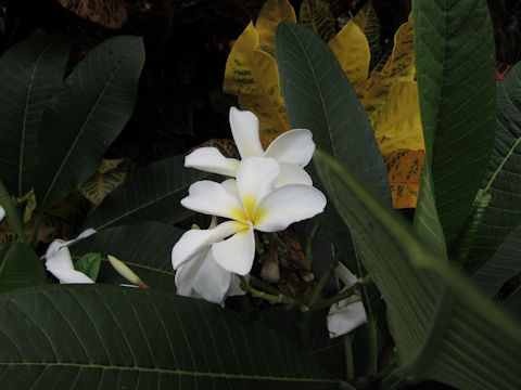 Plumeria sp.