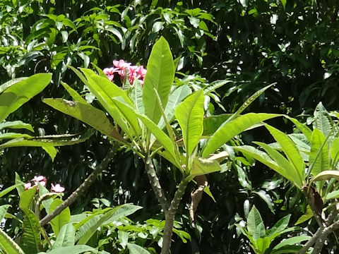 Plumeria sp.