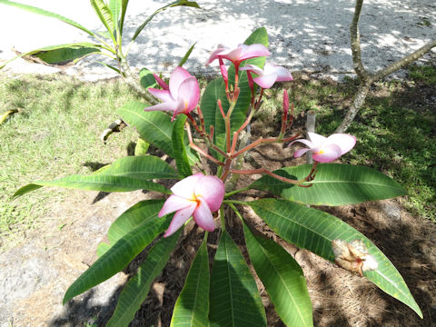 Plumeria sp.