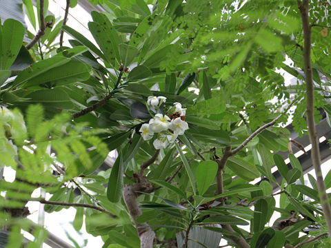 Plumeria obtusa