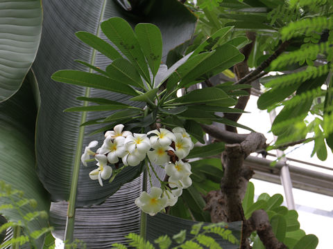 Plumeria obtusa