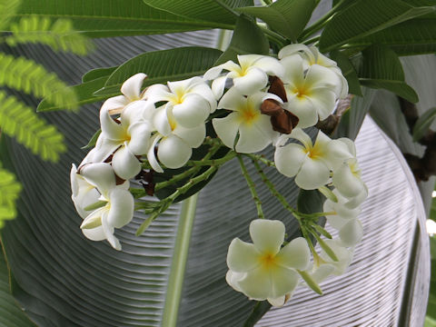 Plumeria obtusa