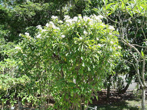 Plumeria pudica