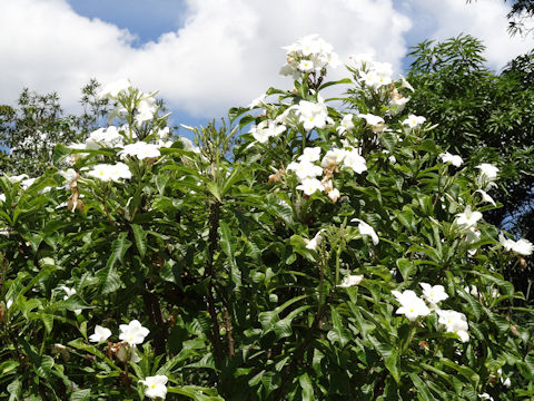 Plumeria pudica