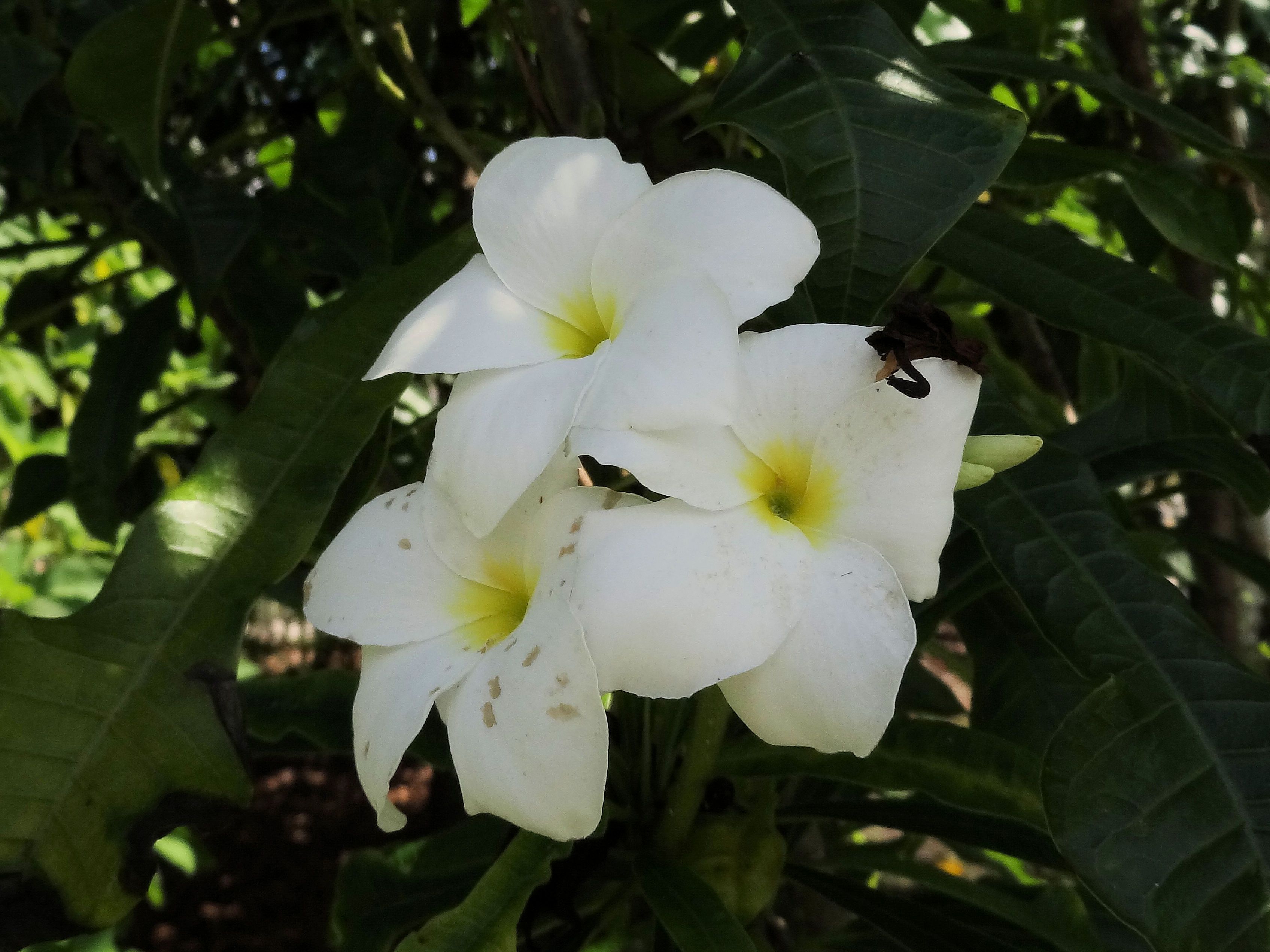 Plumeria pudica