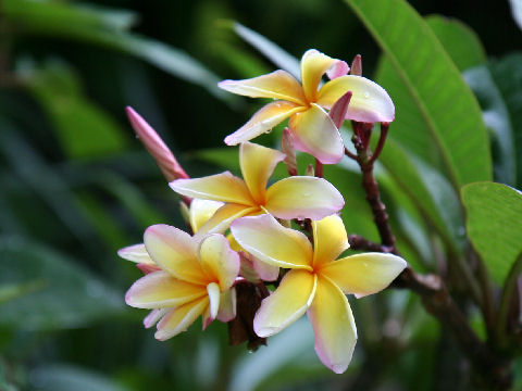 Plumeria rubra