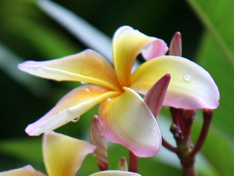 Plumeria rubra