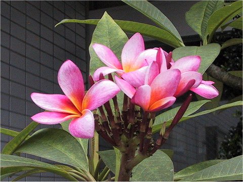 Plumeria rubra