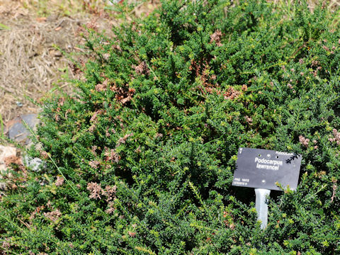 Podocarpus lawrencei