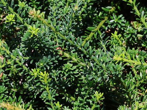 Podocarpus lawrencei