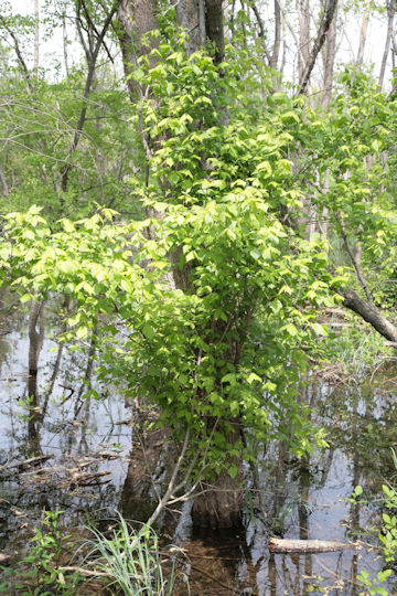 Rhus radicans