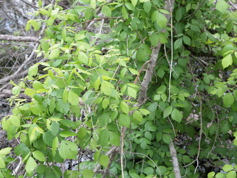 Rhus radicans