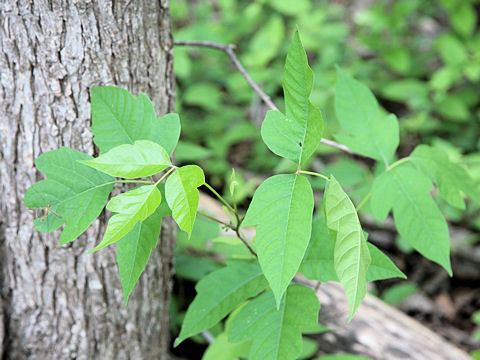 Rhus radicans