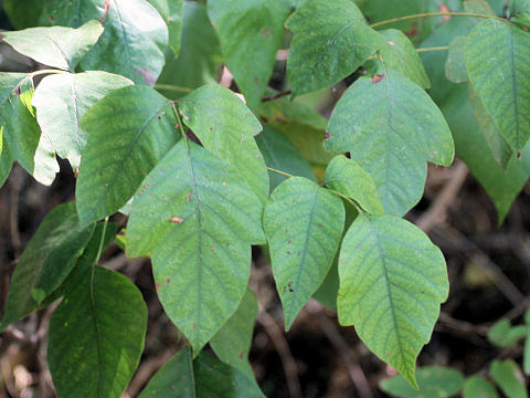 Rhus radicans