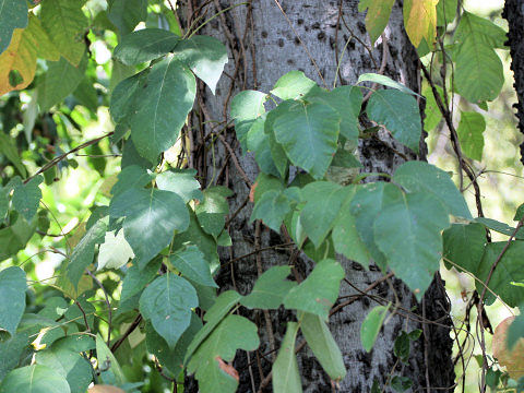 Rhus radicans