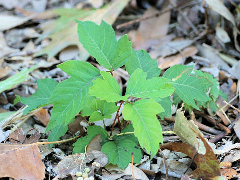 Rhus radicans