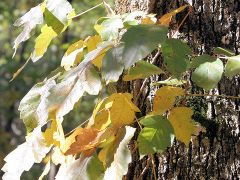 Rhus radicans