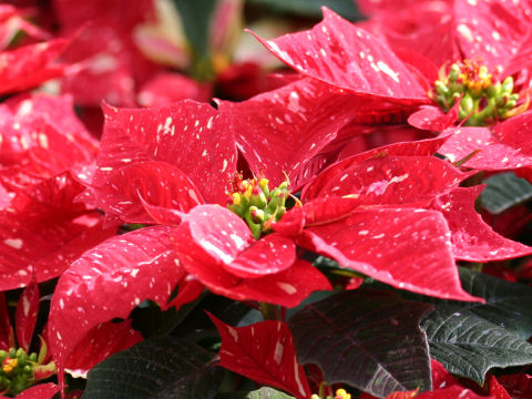 Euphorbia pulcherrima cv. Sonora White Gingle Bells