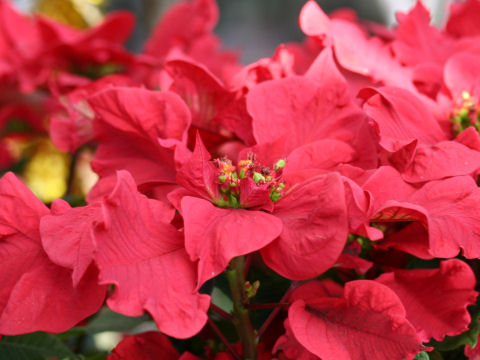 Euphorbia pulcherrima cv. Carussel Red