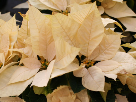 Euphorbia pulcherrima cv. Enduring White
