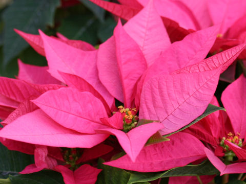 Euphorbia pulcherrima cv. Enduring Pink