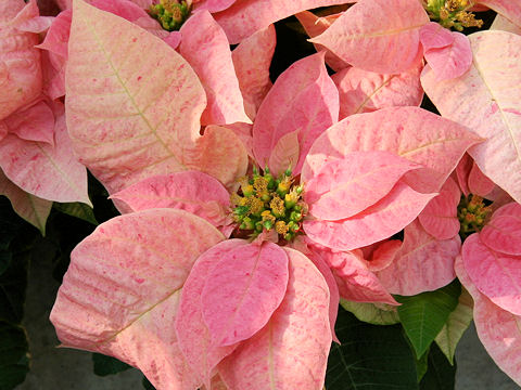 パラゴン poinsettia ポインセチア オーバル型 - 食器