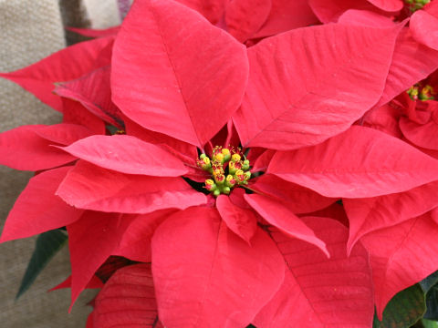 Euphorbia pulcherrima cv. Eckespoint Freedom Orange