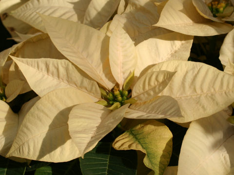 Euphorbia pulcherrima cv. Eckespoint Freedom White