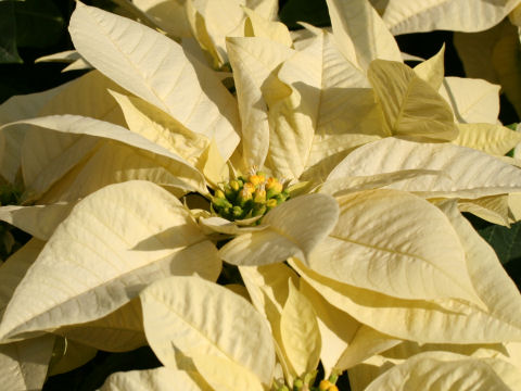 Euphorbia pulcherrima cv. Snow Cap