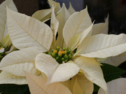 Euphorbia pulcherrima cv. Angelica White
