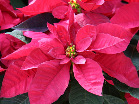 Euphorbia pulcherrima cv. Cortez Burgandy