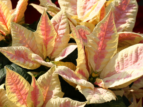 Euphorbia pulcherrima cv. Jester Marble