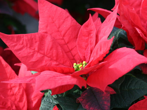 Euphorbia pulcherrima cv. Jester Red