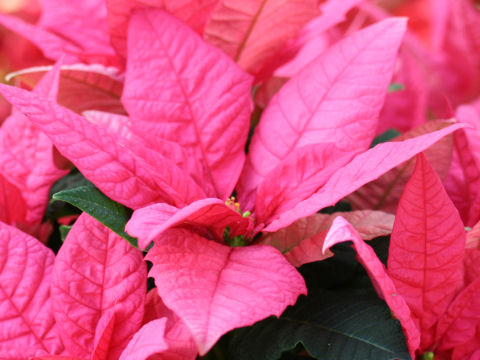 Euphorbia pulcherrima cv. Jester Pink