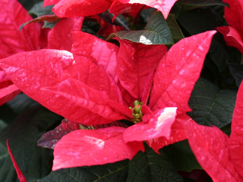 Euphorbia pulcherrima cv. Jester Gingle Bells