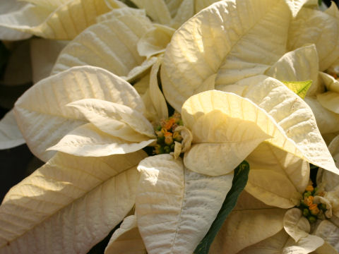 Euphorbia pulcherrima cv. White Star