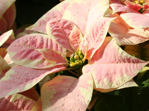 Euphorbia pulcherrima cv. Gutbier V-17 Marble