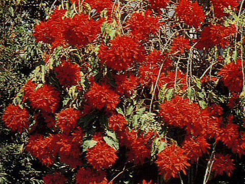 Euphorbia pulcherrima