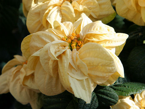 Euphorbia pulcherrima cv. Winter Rose White