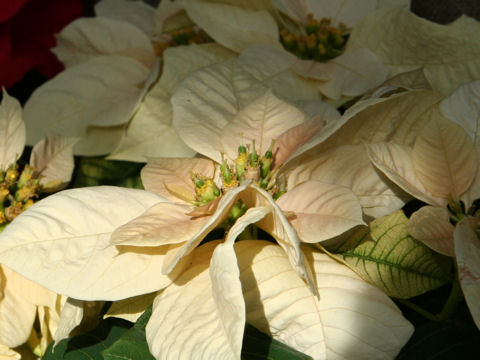 Euphorbia pulcherrima cv. Gutbier V-10 White