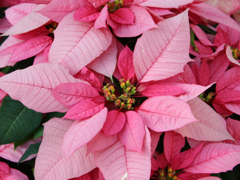 Euphorbia pulcherrima cv. Floristera Pink