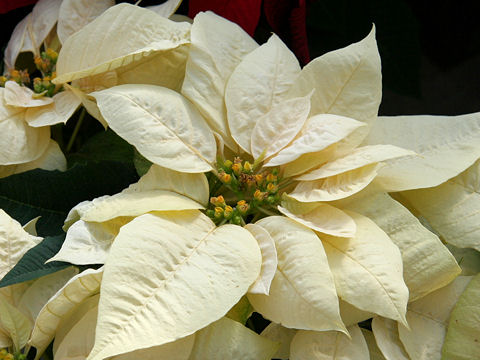 Euphorbia pulcherrima cv. Snow White