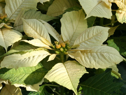 Euphorbia pulcherrima cv. Limelight