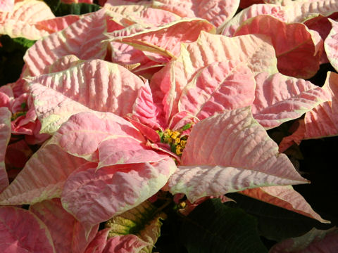 Euphorbia pulcherrima cv. Holly berry